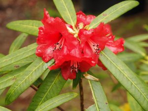 Rhododendron neriiflorum ssp. phaedropum