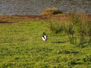 rather sick shelduck by the pond