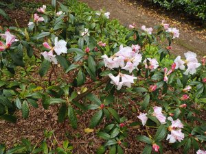 Rhododendron ‘Tinkerbird’
