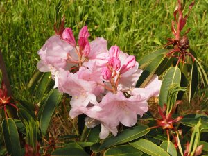 Rhododendron loderi ‘Pink Coral’