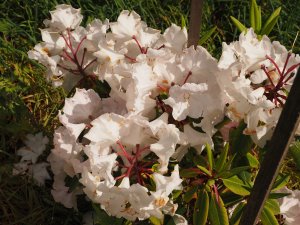 Rhododendron loderi ‘Helen’