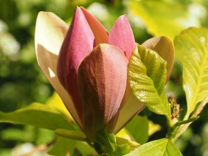 Magnolia x brooklynensis ‘Woodsman’