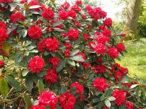 rhododendron – perhaps ‘Halfdan Lem’