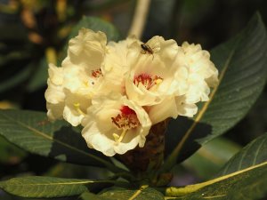 Rhododendron sinogrande (CWC 6336)