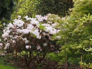 Rhododendron loderi ‘King George’ and Acer palmatum ‘Linearilobum’