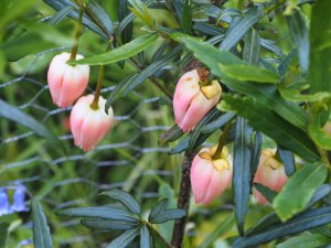 Crinodendron hookerianum ‘Ada Hoffmann’