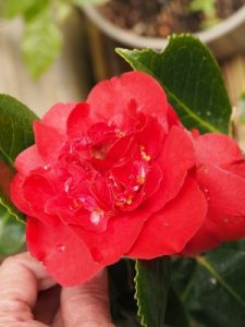 Camellia japonica ‘Kramer’s Beauty’