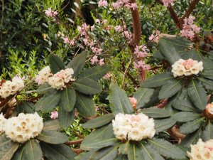 Rhododendron vaseyi and Rhododendron arizelum