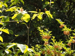 Magnolia x wieseneri and Enkianthus campanulatus