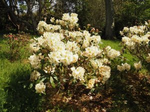 Rhododendron ‘Lemon Meringue’