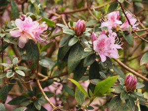 Rhododendron virgatum