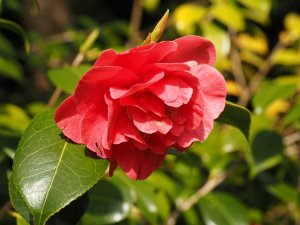 Camellia japonica ‘Lady de Saumarez’