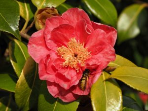 Camellia japonica ‘Juno’