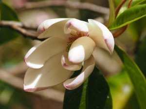 Magnolia x foggii ‘Jack Fogg’