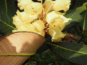 Rhododendron sinofalconeri (CW&T 6405)