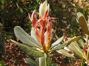 Rhododendron sinofalconeri (CW&T 6405)