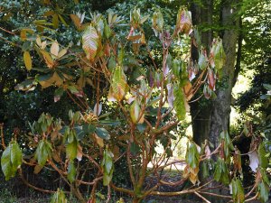 Rhododendron sinogrande