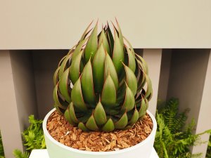 Agave ‘Praying Hands’- second place