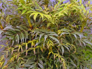 Mahonia eurybracteata subsp. ganpinensis ‘Meteor’