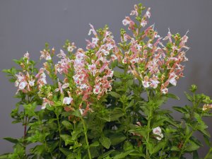 Salvia x jamensis ‘Belle de Loire’