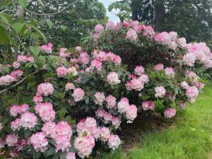 Rhododendron ‘Lem’s Monarch’