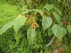 Acer stachyophyllum (BWJ 8101)