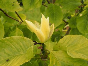 Magnolia ‘Anilou’