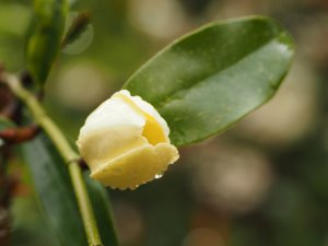 Magnolia laevifolia ‘Kunming’