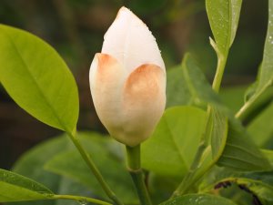 Magnolia sieboldii ‘Genesis’ x Magnolia virginiana