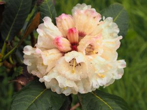 Rhododendron arizelum