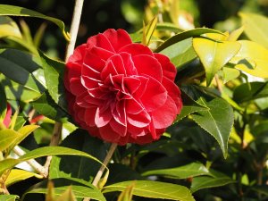 Camellia japonica ‘Spring Fling’