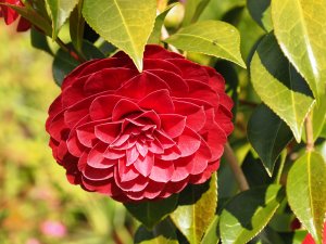 Camellia japonica ‘Spring Fling’