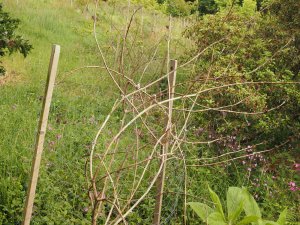 Several dead new Buddleia species