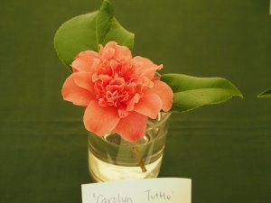 Camellia ‘Carolyn Tuttle’
