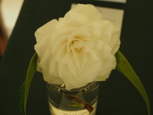 Camellia ‘Elizabeth Cooper’