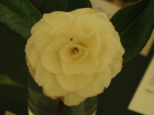 Camellia ‘Mathotiana’