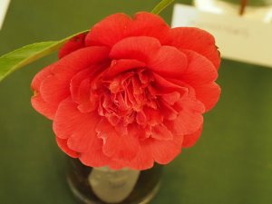 Camellia ‘Paulette Goddard’