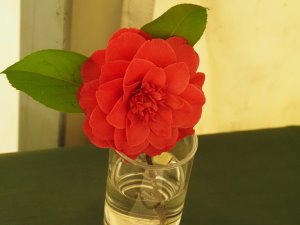 Camellia Red Red Rose’