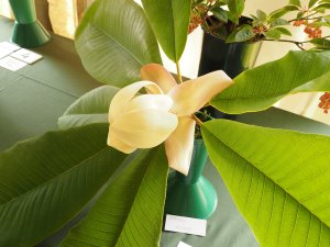 Magnolia rostrata
