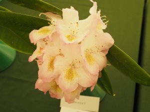 Rhododendron ‘Bridget’
