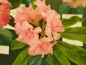 Rhododendron ‘Glebe’s Surprise’