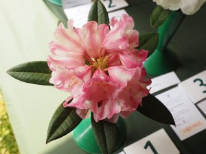 Rhododendron insigne