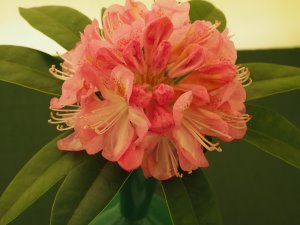Rhododendron ‘Lady Clementine Mitford’