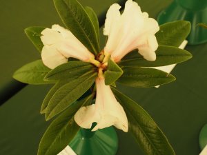 Rhododendron maddenii subsp. maddenii