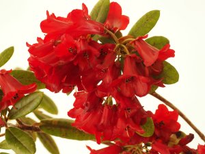 Rhododendron temenium var. temenium