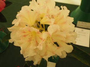 Rhododendron ‘Award’