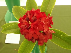 Rhododendron ‘Black Magic’