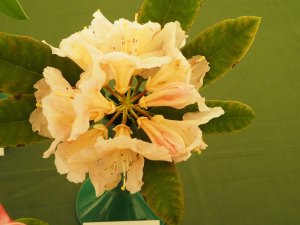 Rhododendron ‘Gloria’
