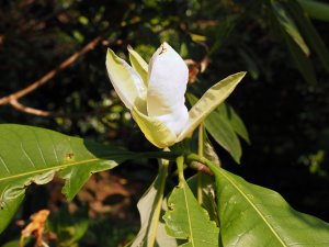 Magnolia macrophylla subsp. ashei