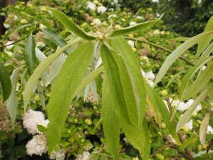 Debregeasia longifolia (BSWJ 11686)